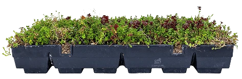 Moje zelená střecha